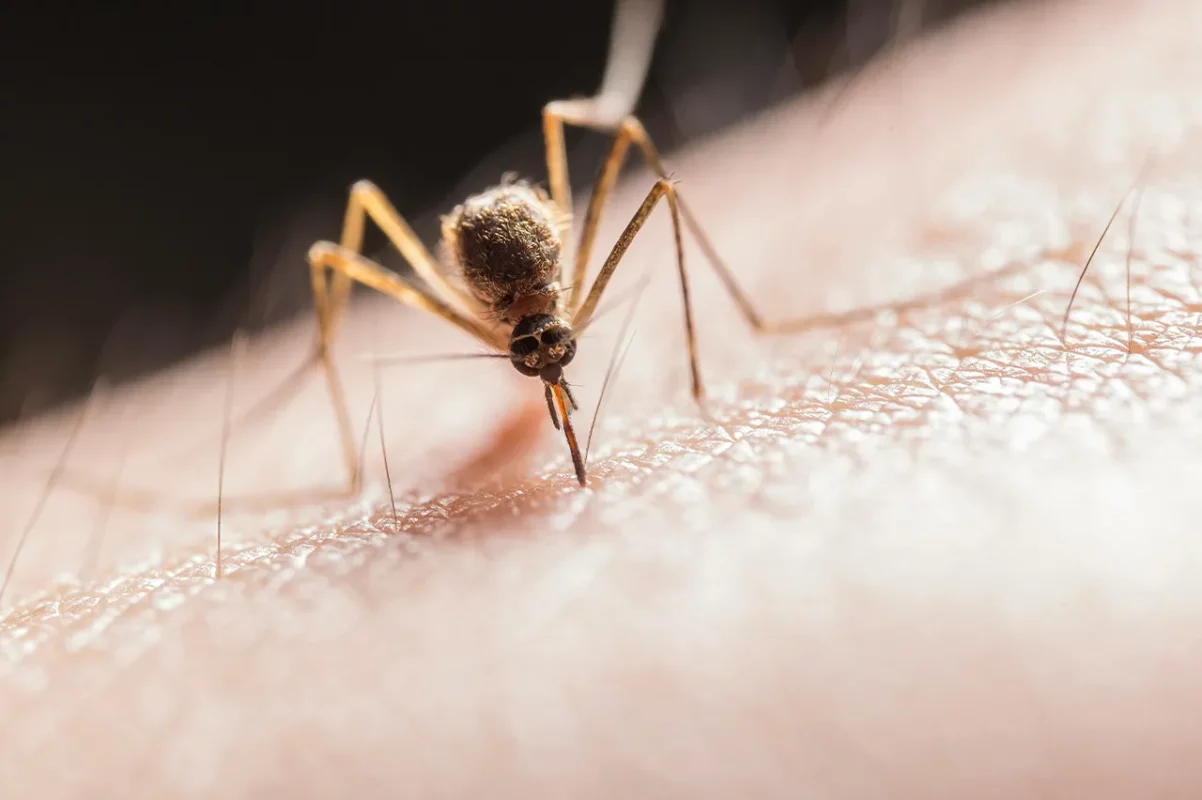 Stechmücke auf Haut als Symbolbild für Malaria-Vorsorge in tropischen Regionen