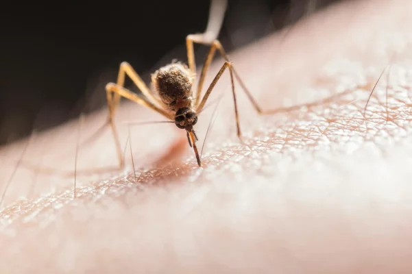 Stechmücke auf Haut als Symbolbild für Malaria-Vorsorge in tropischen Regionen